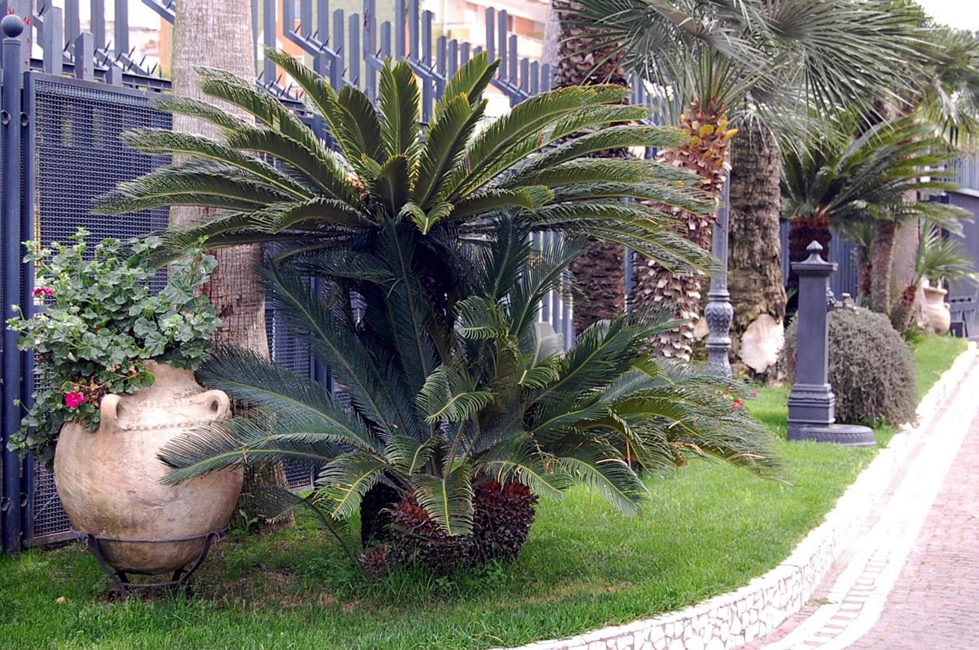 Hotel Ristorante Donato Calvizzano Dış mekan fotoğraf